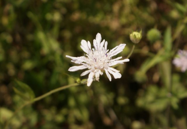 Knautia integrifolia / Ambretta annuale